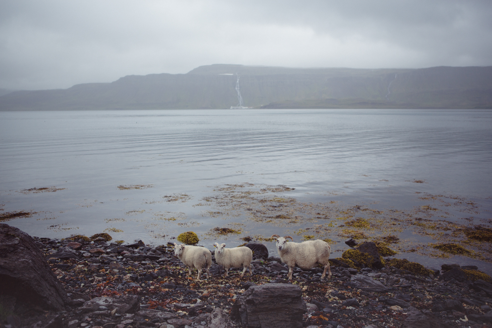 08_0J1B6925_Krossaneslaug_Strandir