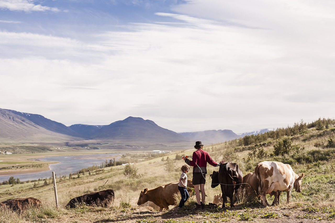 The Kristnes Cows